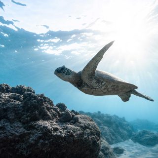 Isabela Island Adventure