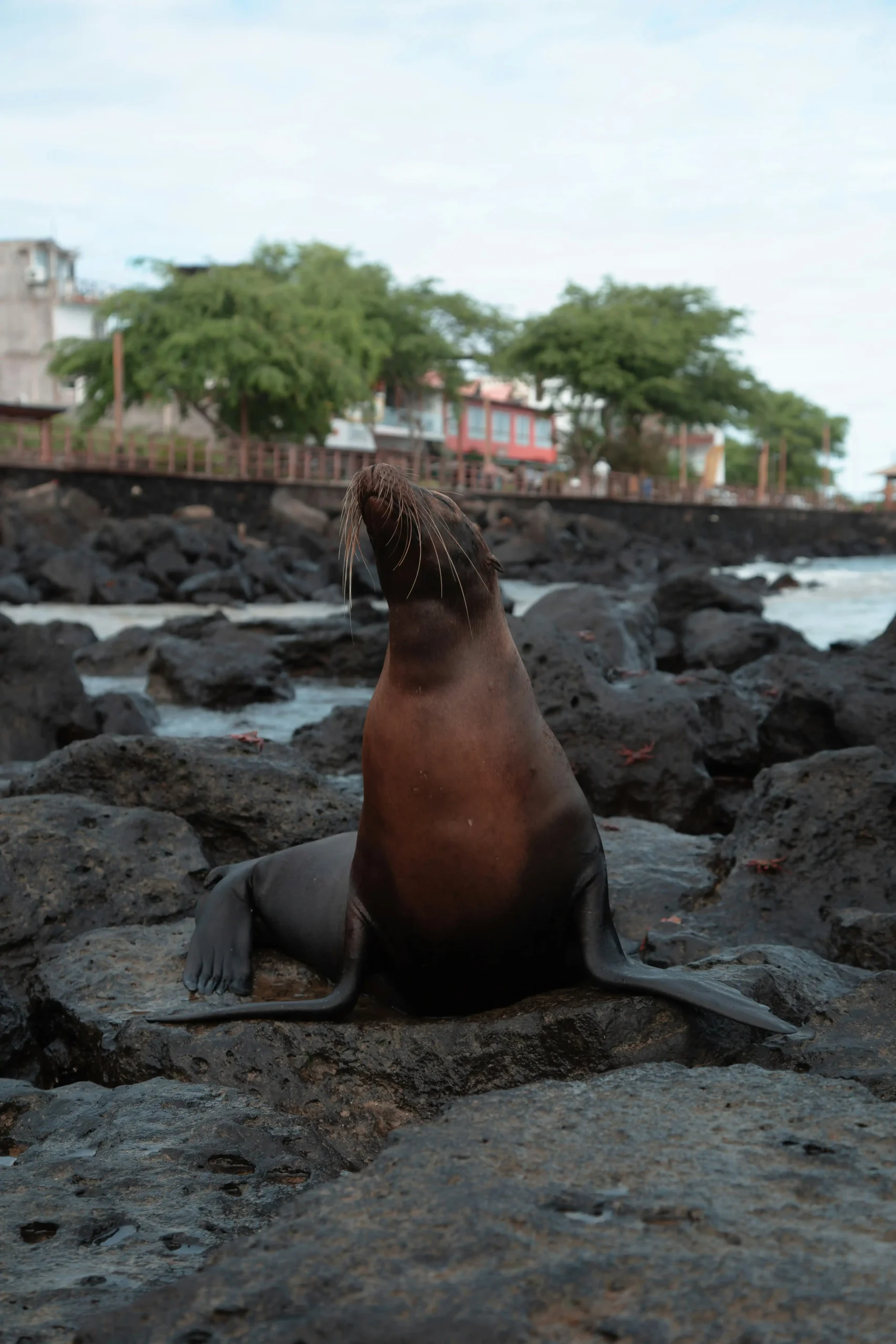 Isabela Island