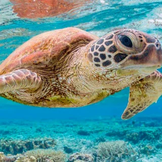 ISABELA ISLAND ADVENTURE  5 Days / 4 Nights