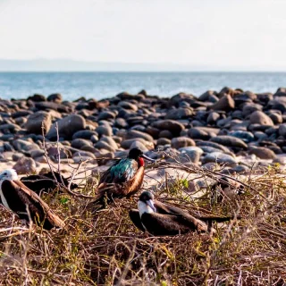 FROM SANTA CRUZ ISLAND  TOUR TO SEYMOUR NORTH